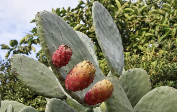Italy, Sicily, countryside, prickly pears — Stock Photo, Image