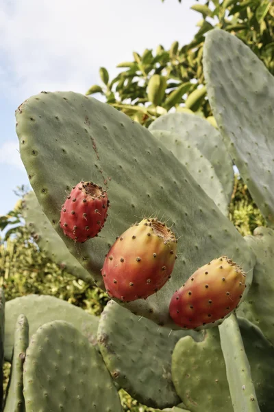 Italy, Sicily, countryside, prickly pears — Stock Photo, Image