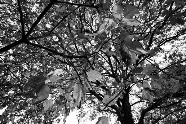 Italie, Latium, campagne, feuilles de figuier en automne — Photo