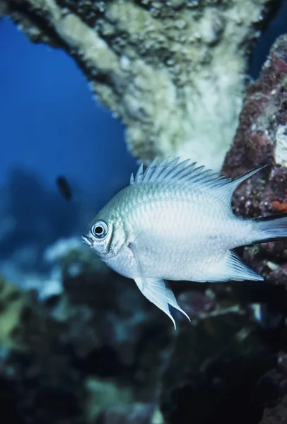 SUDAN, Red Sea, U.W. photo, small tropical fish - FILM SCAN — Stock Photo, Image