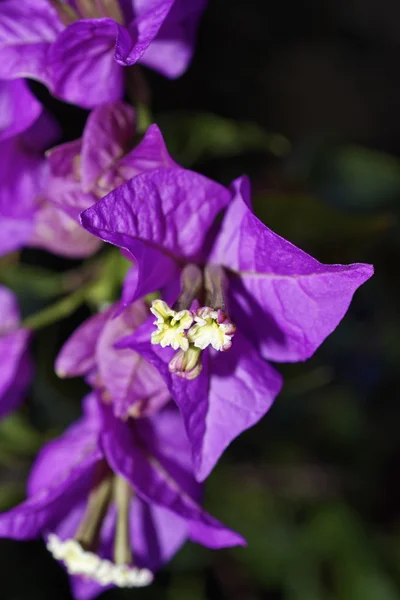 Italy, Sicily, countryside, purple bouganvilleas in a garden — Stock Photo, Image