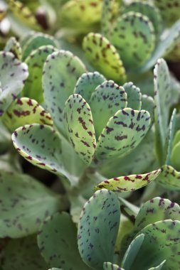 İtalya, Sicilya, bahçedeki sulu bitkiler.