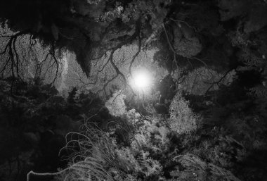 Pasifik Okyanusu, Fiji Adaları, UW fotoğraf, dalgıç tropikal deniz fanlar ve yumuşak mercanlar - Film tarama