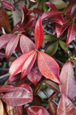 İtalya, kırsal, sonbahar yaprakları
