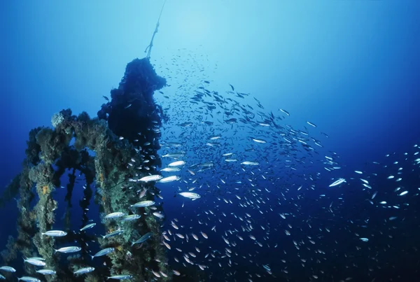 Itaky, Mediterranean Sea, U.W. photo, Wreck diving, Anthia school and a sunken cargo ship - FILM SCAN — Stock Photo, Image