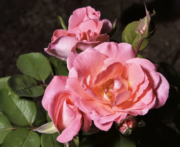 Herbacianych róż w ogrodzie — Zdjęcie stockowe