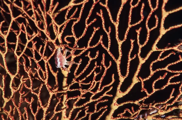 Océano Pacífico, Islas Fiyi, U.W. foto, cangrejo tropical pequeño en coral duro - SCAN DE PELÍCULA — Foto de Stock