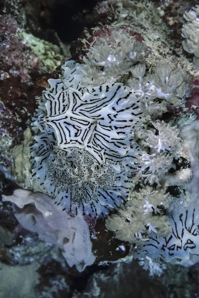 Судан, Червоного моря, т. фото, тропічний nudibranch - фільм сканування — стокове фото