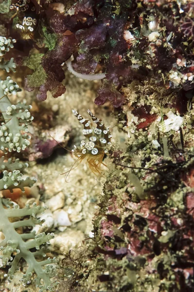 Philippinen, balicasag island, u.w. Foto, kleine tropische Garnelen - Filmscan — Stockfoto