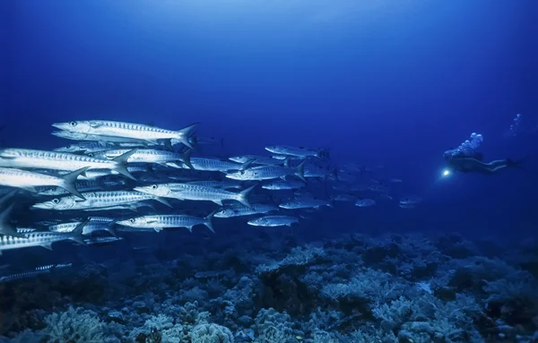 Sudan, röda havet, U.W. foto, Sanghaneb Reef, barracudor skola (Sphyraena barracuda) - Film Scan — Stockfoto