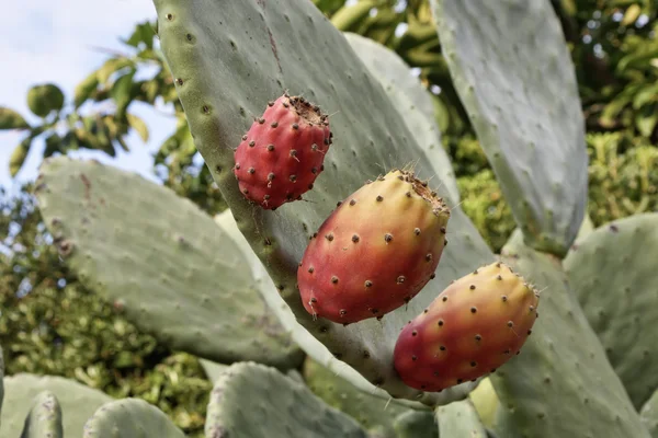 Italy, Sicily, countryside, prickly pears — Stock Photo, Image