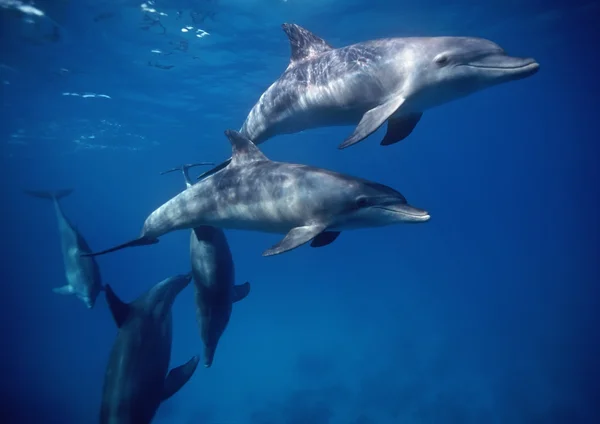 Αίγυπτος, Χουργκάντα, Ερυθρά θάλασσα, άγρια δελφίνια στο ανοικτό ύδωρ - σάρωση φιλμ — Φωτογραφία Αρχείου