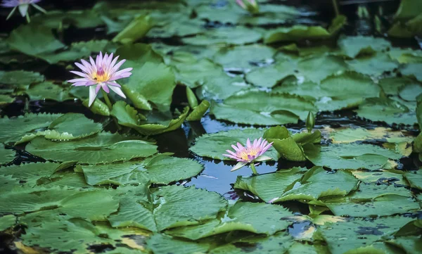 Острова Фиджи, остров Вити-Леву, водяные цветы - FILM SCAN — стоковое фото