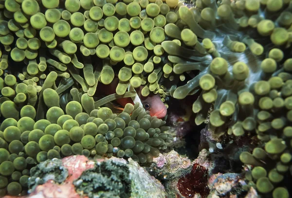 Pacific Ocean, Fiji Islands, U.W. photo, Clownfish (Amphiprion melanopus) and Anemonefish - FILM SCAN — Stock Photo, Image