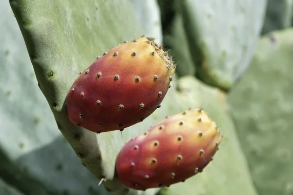 Italy, Sicily, countryside, prickly pears — Stock Photo, Image