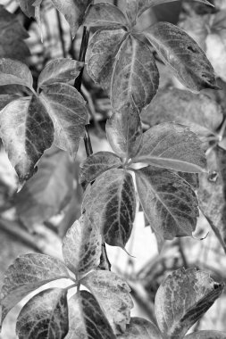 İtalya, kırsal, sonbahar yaprakları