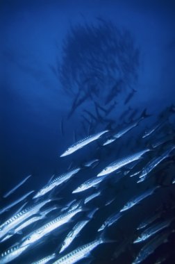 Sudan, Kızıldeniz, UW fotoğraf, Sanghaneb Reef, barakuda Film tarama (Sphyraena barracuda) - okul