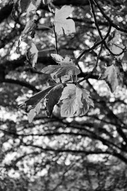 İtalya, Lazio, kırsal, incir ağacı içinde sonbahar yaprakları 