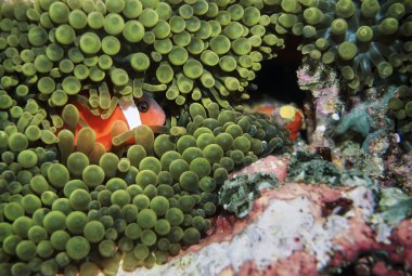 Pasifik Okyanusu, Fiji Adaları, UW fotoğraf, palyaço balığı (Amphiprion melanopus) ve tehlikede - Film tarama