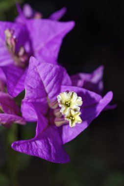 İtalya, Sicilya, kırsal, mor bouganvilleas bir bahçe