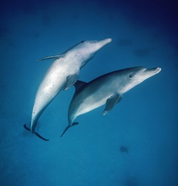 Mısır, Hurghada, Kızıldeniz, vahşi yunuslar açık suda - Film tarama