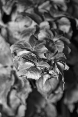 İtalya, kırsal, sonbahar yaprakları