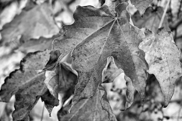 Italy, countryside, autumn leaves — Stock Photo, Image