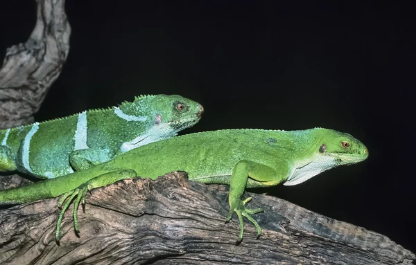 Îles Fidji, Île Viti Levu, lézards tropicaux sur un arbre - FILM SCAN — Photo