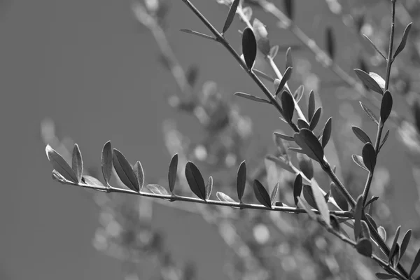 Italia, Sicilia, campagna, foglie di ulivo — Foto Stock