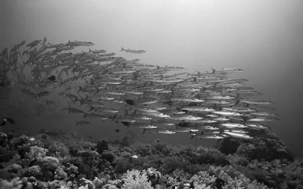 Sudan, röda havet, U.W. foto, Sanghaneb Reef, barracudor skola (Sphyraena barracuda) - Film Scan — Stockfoto