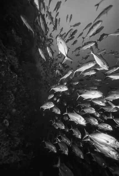 PHILIPPINES, Îles Balicasag, U.W. photo, une grande école de Jacks (Caranx lugubris) - FILM SCAN — Photo