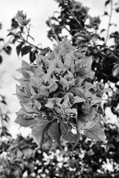 Italia, Sicilia, campo, buganvillas púrpuras en un jardín — Foto de Stock