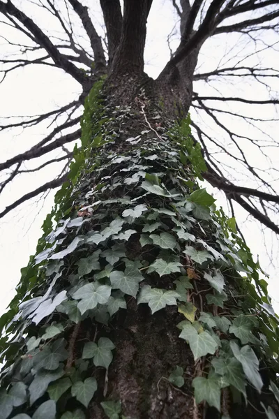 Itálie, břečťan, zabalené do stromu v zahradě — Stock fotografie