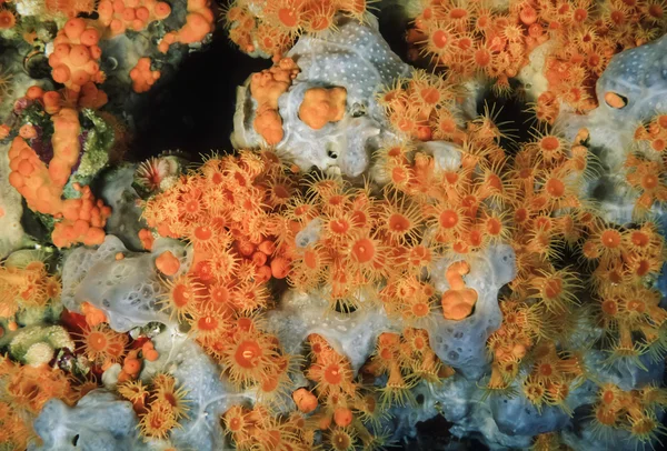 Mar Mediterráneo, España, Isla de Ibiza, U.W. foto, colonia amarilla de Parazoanthus en una roca (Parazoanthus axinellae) - SCAN DE PELÍCULA — Foto de Stock