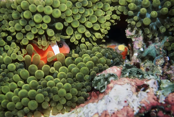 Tichý oceán, Fidži, U.W. Foto, očkatý (Amphiprion melanopus) a Anemonefish - Film Scan — Stock fotografie