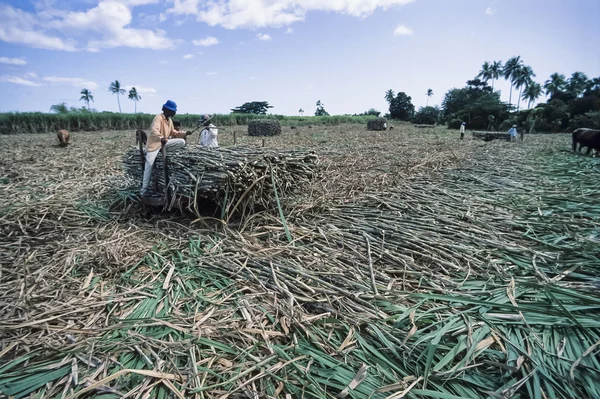 Fiji-eilanden, Viti Levu Isl.; 29 januari 2001, platteland, fijan mensen oogsten van suikerriet in een veld (Film scannen) - redactie — Stockfoto