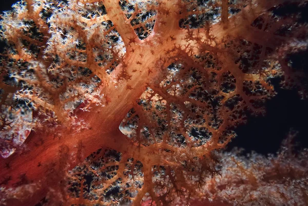 Тихий океан, острови Фіджі, т. фото, тропічні alcyonarian (тропічну червону велику) - фільм сканування — стокове фото