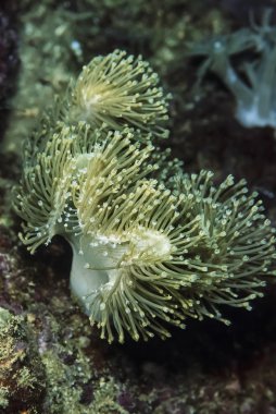 Filipinler, Balicasag Adası, yumuşak mercan polip - Film tarama