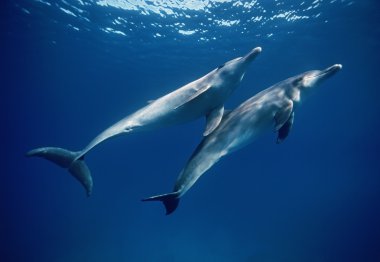 Mısır, Hurghada, Kızıldeniz, vahşi yunuslar açık suda - Film tarama