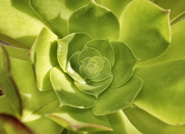 İtalya, Sicilya, etli bitki bir bahçe