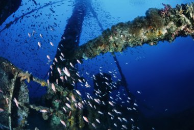 İtalya, Akdeniz, UW fotoğraf, batık dalış, Anthia okul ve bir batık kargo gemisi - Film tarama