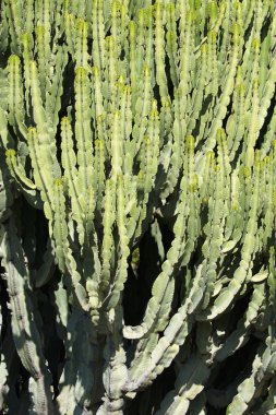 İtalya, Sicilya, bahçedeki sulu bitkiler.