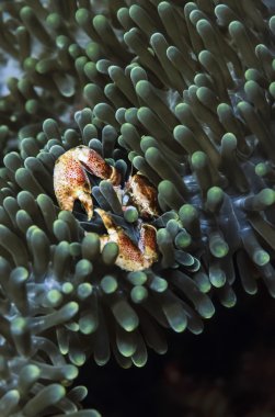 Filipinler, Balicasag Adası, UW fotoğraf, bir tehlikede - Film inceden inceye gözden geçirmek içinde küçük tropik Yengeç