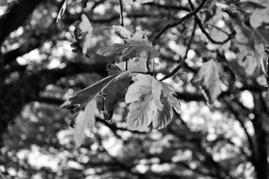 İtalya, Lazio, kırsal, incir ağacı içinde sonbahar yaprakları 