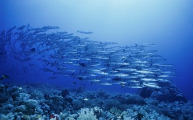 Sudan, Kızıldeniz, UW fotoğraf, Sanghaneb Reef, barakuda Film tarama (Sphyraena barracuda) - okul