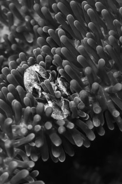 Filipinler, Balicasag Adası, UW fotoğraf, bir tehlikede - Film inceden inceye gözden geçirmek içinde küçük tropik Yengeç