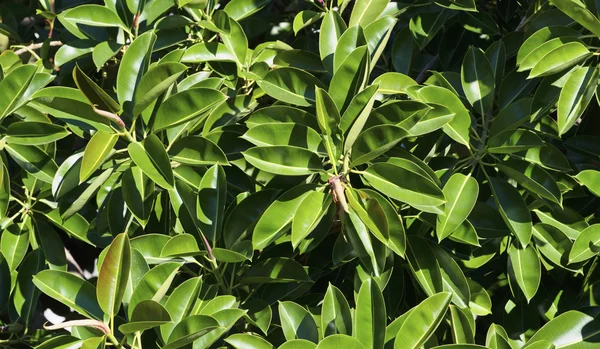 Włochy, Sycylia, drzewa ficus śródziemnomorskiej (Figowiec robusta) w ogrodzie — Zdjęcie stockowe