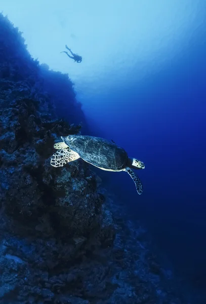 SUDÃO, Mar Vermelho, U.W. foto, Tartaruga marinha (Caretta caretta) - FILM SCAN — Fotografia de Stock