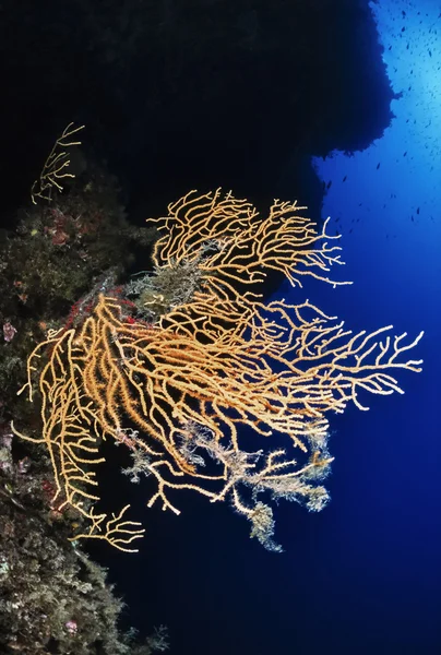 Itália, Mar Mediterrâneo, gorgonianos amarelos (Paramuricea sp.) - FILM SCAN — Fotografia de Stock
