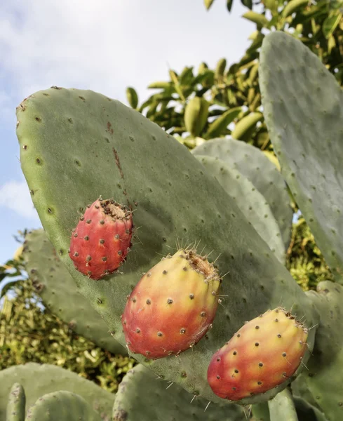 Italien, Sicilien, landsbygden, kaktusfikon — Stockfoto